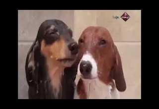 فاصل أبوظبي دراما الكلاب هههههههههههه 2010 2013