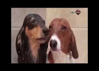 فاصل أبوظبي دراما الكلاب هههههههههههه 2010 2013