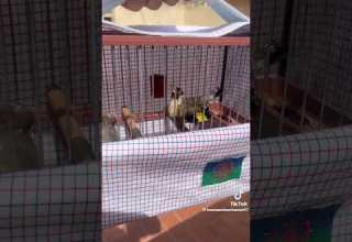 Femelle Chardonneret أنثى الحسون