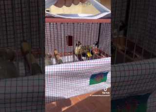 Femelle Chardonneret أنثى اون