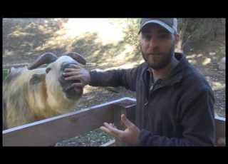 Meet JT The Takin