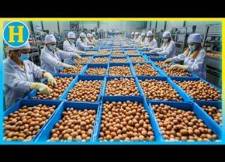  From Harvest To Packaging Discover The Hazelnut MEGA FACTORY In Action