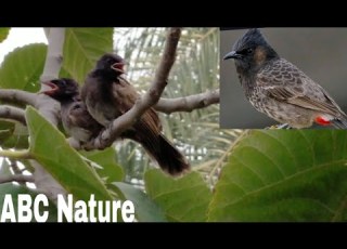 The Bulbul Chicks بلبل کے بچے