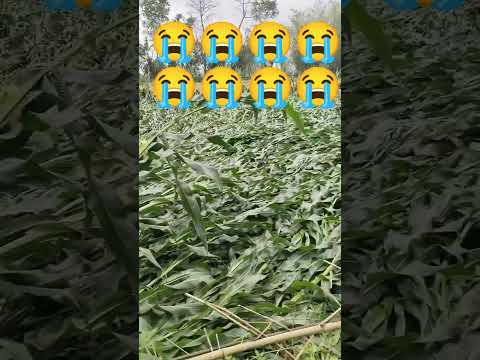 Originally Priced Around 1 5 Million The Mercedes CLR GTR Is Considered Oneof The Most Exclusive A