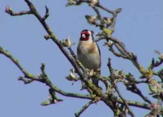  Stieglitz Carduelis Carduelis Goldfinch Ein Video Von KLAUS TAUX