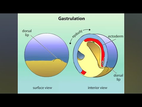 GASTRULATION DES AMPHIBIENS ANIMÉE NEET B Sc M Sc NET SET RPSC AP ET AUTRES CONCOURS