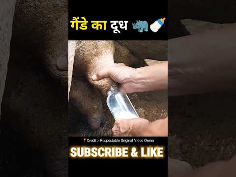 Funny Movie Explain In Hindi Shortvideo Explain Explainmovie