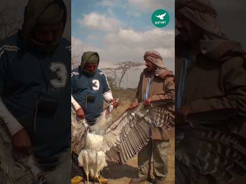 صيد الحبرو أضخم والذ طائر محلق في أفريقيا