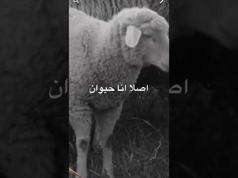 انا مش زعلان والله انا مش زعلان اصلا انا حيوان ما لرلي انا حيوان حرام الخروف تعباننن