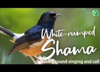 Amazing White Rumped Shama Bird Song Singing And Chirping