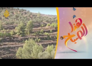  هذا الصباح قطف الزيتون في فلسطين يشارك فيه الكبار والصغار والموظفون