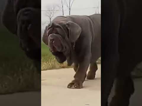 أشرس كلب في العالم بيتبول