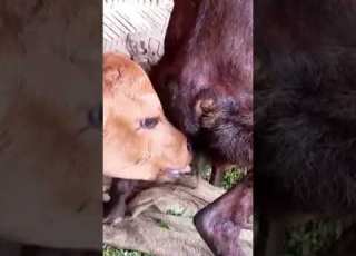  Baby Calf Drinking Goat Milk Cow Sapi Inek Cebu Animals Funny Cuteanimals Cute