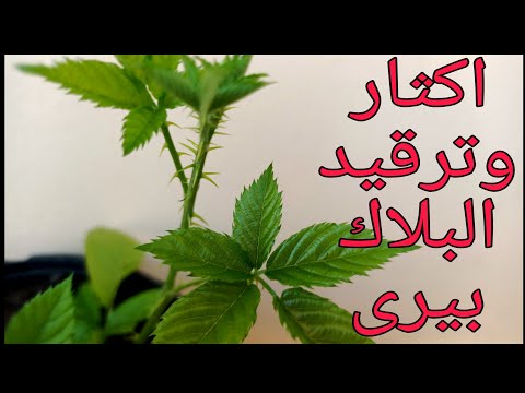 اكثار البلاك بيرى با لترقيد القمى اكثار التوت البري طريقه اكثار وزراعه توت العليق من العقل