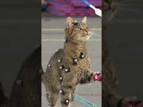 Did You Know This About Stray