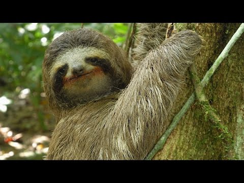 Three Toed Sloth The Slowest Mammal On Earth Nature On PBS