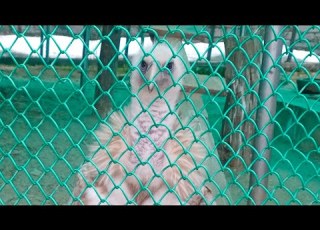 Zoo Kufri Shimla Eibaba