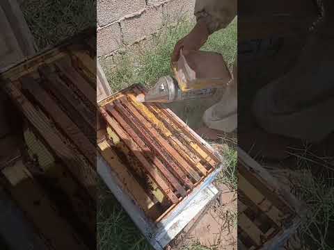 كيف تفحص خلايا النحل وتتأكد من سلامتها دليل عملي للكشف عن الفاروا بسهولة