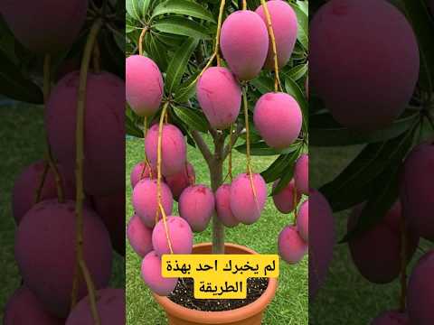 من البذور حتى الحصاد تعلم زراعة المانجو فى المنزل