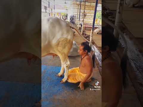 عبادة البقر في الهند الحمد لله على نعمة الإسلام Indai Fypシ اليمن