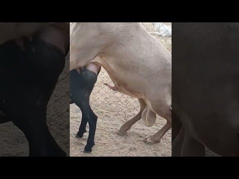 Amazing Live Sheep Mating Sheep Amazing Live Mating Crossing Animals Breeding Farming