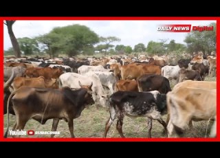  TAZAMA NGOMBE 2035 WALIVYOKAMATWA HIFADHI YA TAIFA TARANGIRE