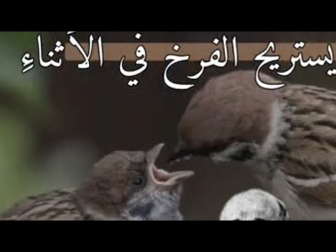 رايت في بعض الرياض قبرة اسامه الواعظ