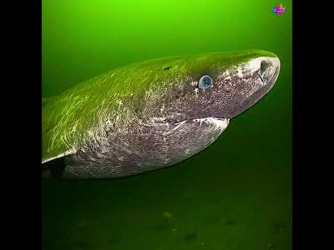 حقائق عن قرش جرينلاند