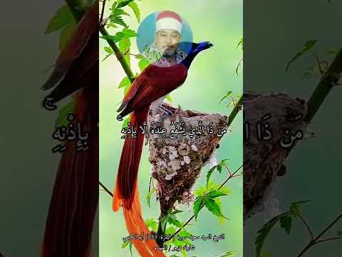 الشيخ السيد سعيد سورة البقرة 255 أيه الكرسي شارك تؤجر العمده