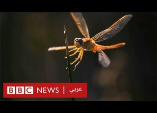 باحث مصري اهتزاز الحشرات قد يلهم الجيوش بابتكار وسائل جديدة للتجسس