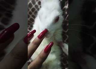 Fuggii Rabbit