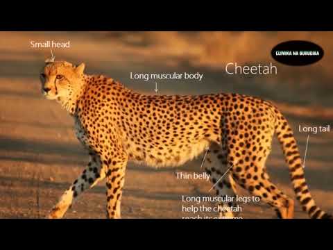 Ona Maajabu Ya Mnyama Huyu