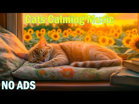 Sleep Anti Separation Anxiety Cats Music Calming Cats Music Stressed Cats Cats Sleep Music