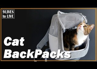  Sind Katzenrucksäcke Und Transportboxen Ihr Geld Wert Review Des Navigator Von Travel Cat