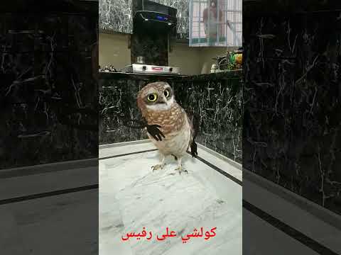 مول فيديو مطلوب حيا او ميتا