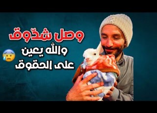 سنابات ابو حصه اليوميه كامله 08 02 2025 وصل شد ووق والله يعين على الحقوق