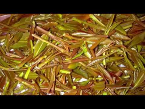 شيله سعد من خزن وا قاته قات عود اداء الشاعر والمنشد أبو حنظلة السوداني 2018