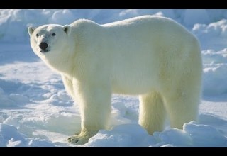 Суперхищники Полярный медведь Документальные фильмы передачи HD