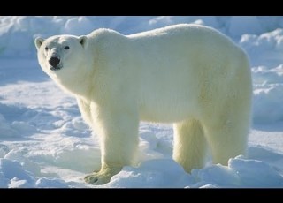 Суперхищники Полярный медведь Документальные фильмы передачи HD