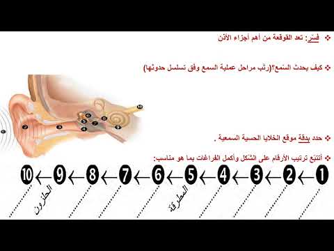 الدرس ١٥ علم أحياء الصف التاسع الأذن Souadtahan