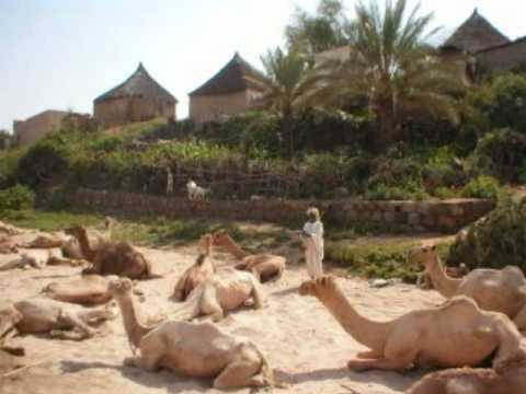 Wedi Sheik Walt Keren