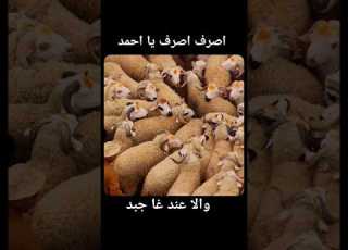 اجبد ما عندك يا احمد