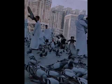 يا حمام المدينه سلم على نبينا ص