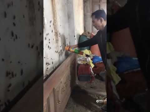 أقوى مبيد حشرات يخرجها من قاع الارض