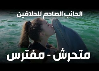 هل تعلم أن الدلافين ت بالنساء