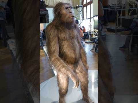 Lucy Who Found It Lucy History