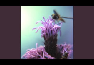 Jeg Vil Eke Döyja Jeg Vil Lifande Ar Evifu