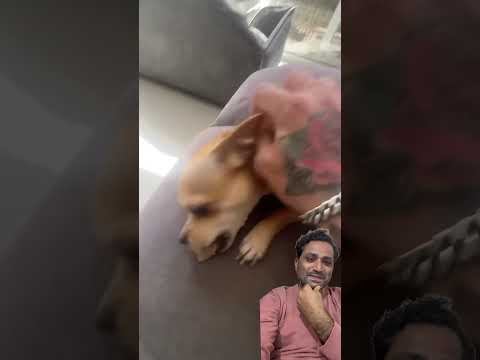 Kuchi Kuchi Niki Surprise Dog Kuchikuchi Viralvideo Funny Comedyvideo Comedy Trending Yt