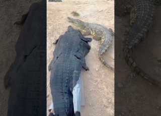  أغبى فكرة للاقتراب من التمساح شاهد حتى النهاية ابلور Animals شورت ترند Viral