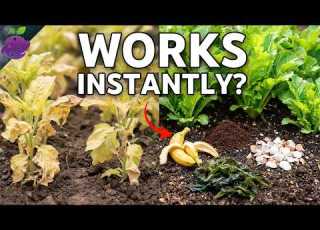  10 Natural Fertilizers That Work FAST Results In Days Not Weeks
